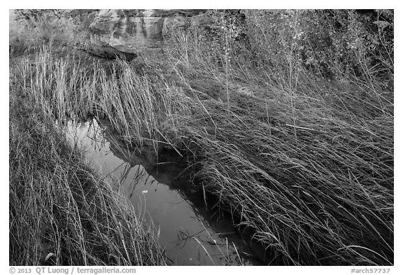 Creek and grasses flattened by water, Courthouse Wash. Arches National Park, Utah, USA.