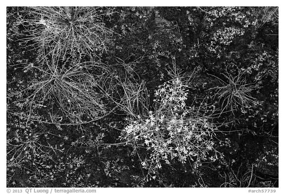 Ground view: wildflowers and mosses, Courthouse Wash. Arches National Park, Utah, USA.