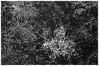 Ground view: wildflowers and mosses, Courthouse Wash. Arches National Park, Utah, USA. (black and white)