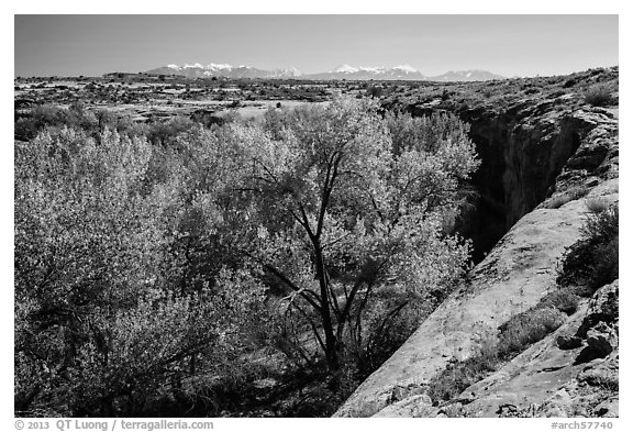 Cottonwood trees, Courthouse Wash rim, and La Sal mountains. Arches National Park, Utah, USA.