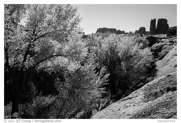 Cottonwoods in fall, Courthouse Wash and Towers. Arches National Park, Utah, USA.