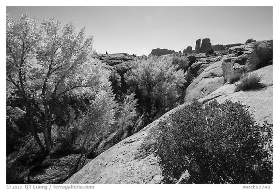 Bush and cottonwoods in autumn, Courthouse Wash and Towers. Arches National Park, Utah, USA.