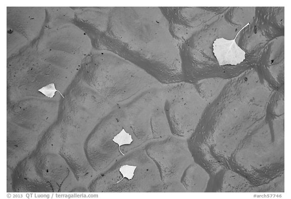 Fallen leaves and mud ripples, Courthouse Wash. Arches National Park, Utah, USA.