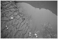 Mud and canyon reflected in pool Courthouse Wash. Arches National Park, Utah, USA. (black and white)