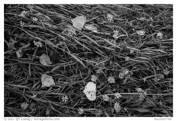 Ground view: Wildflowers, fallen leaves, and grasses, Courthouse Wash. Arches National Park (black and white)
