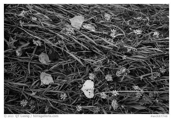 Ground view: Wildflowers, fallen leaves, and grasses, Courthouse Wash. Arches National Park, Utah, USA.