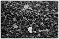 Ground view: Wildflowers, fallen leaves, and grasses, Courthouse Wash. Arches National Park, Utah, USA. (black and white)