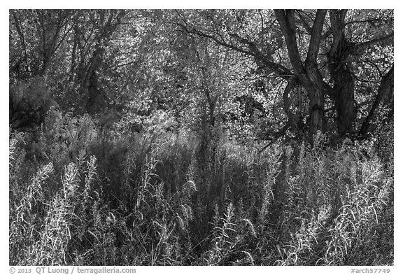 Riparian environment in autumn, Courthouse Wash. Arches National Park (black and white)