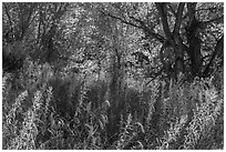 Riparian environment in autumn, Courthouse Wash. Arches National Park, Utah, USA. (black and white)