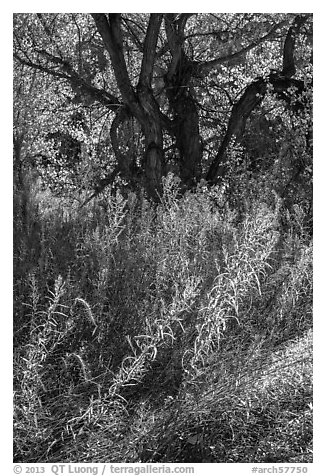 Grasses and trees in autumn, Courthouse Wash. Arches National Park, Utah, USA.