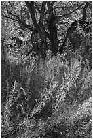 Grasses and trees in autumn, Courthouse Wash. Arches National Park, Utah, USA. (black and white)