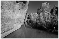 Cliff and vegetation reflected in stream, Courthouse Wash. Arches National Park, Utah, USA. (black and white)