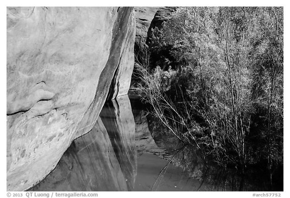 Cliffs and riparian vegetation reflected in stream, Courthouse Wash. Arches National Park, Utah, USA.