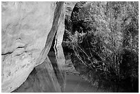 Cliffs and riparian vegetation reflected in stream, Courthouse Wash. Arches National Park ( black and white)