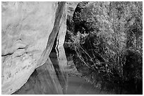 Cliffs and riparian vegetation reflected in stream, Courthouse Wash. Arches National Park, Utah, USA. (black and white)