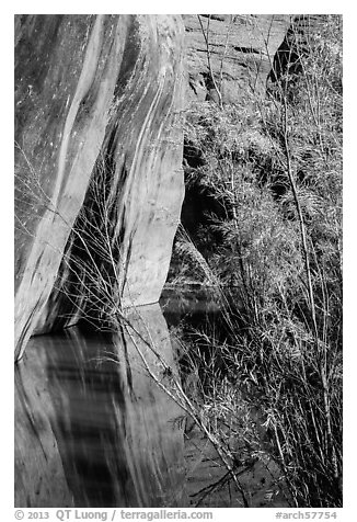 Sandstone walls, willows, and reflections, Courthouse Wash. Arches National Park, Utah, USA.