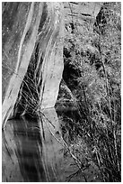 Sandstone walls, willows, and reflections, Courthouse Wash. Arches National Park, Utah, USA. (black and white)