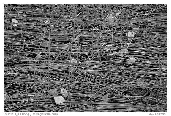 Grasses flattened by stream and fallen leaves, Courthouse Wash. Arches National Park (black and white)