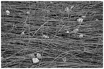 Grasses flattened by stream and fallen leaves, Courthouse Wash. Arches National Park, Utah, USA. (black and white)