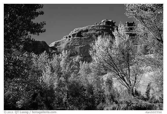 Cottonwood trees in autumn framing cliffs, Courthouse Wash. Arches National Park, Utah, USA.