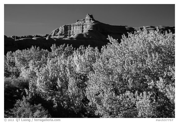 Cottonwood trees in fall foliage below red rock cliffs, Courthouse Wash. Arches National Park (black and white)