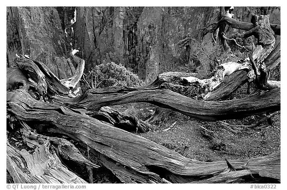 Gnarled trees on North rim. Black Canyon of the Gunnison National Park, Colorado, USA.