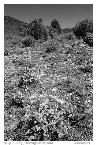 Wildflowers on mesa inclinado. Black Canyon of the Gunnison National Park, Colorado, USA.