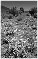 Wildflowers on mesa inclinado. Black Canyon of the Gunnison National Park, Colorado, USA. (black and white)