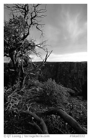 Gnarled trees at sunset, North rim. Black Canyon of the Gunnison National Park, Colorado, USA.