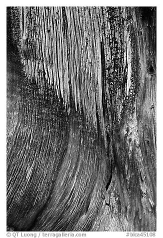 Juniper trunk close-up. Black Canyon of the Gunnison National Park, Colorado, USA.