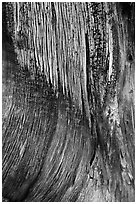 Juniper trunk close-up. Black Canyon of the Gunnison National Park, Colorado, USA. (black and white)