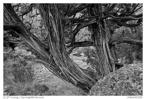 Juniper trees. Black Canyon of the Gunnison National Park (black and white)