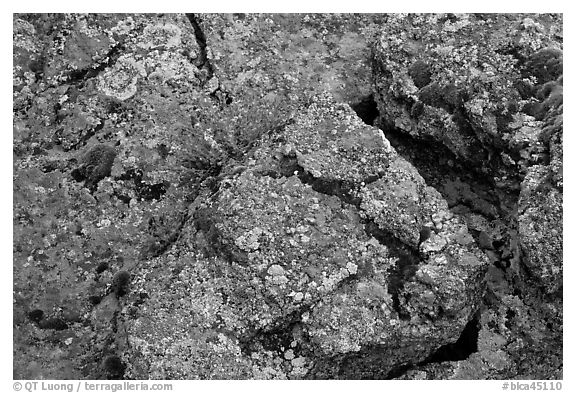 Gneiss and lichen. Black Canyon of the Gunnison National Park, Colorado, USA.