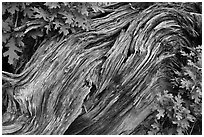 Gnarled root detail. Black Canyon of the Gunnison National Park ( black and white)