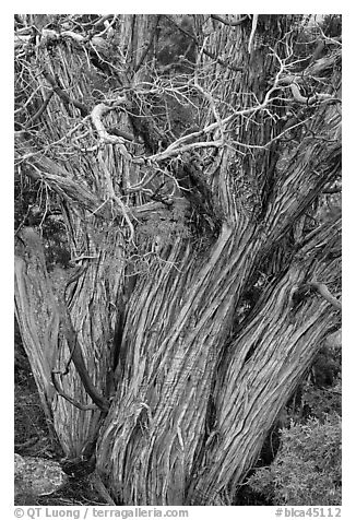 Textured juniper tree. Black Canyon of the Gunnison National Park, Colorado, USA.