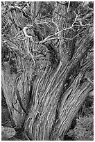 Textured juniper tree. Black Canyon of the Gunnison National Park, Colorado, USA. (black and white)