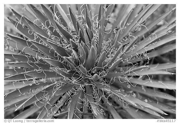 Sotol close-up. Black Canyon of the Gunnison National Park (black and white)