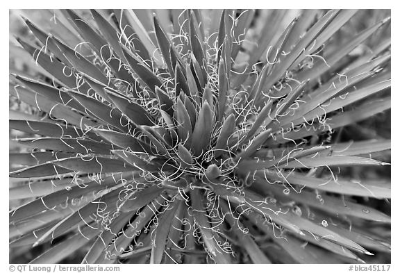 Sotol close-up. Black Canyon of the Gunnison National Park, Colorado, USA.