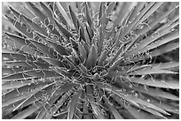 Sotol close-up. Black Canyon of the Gunnison National Park ( black and white)