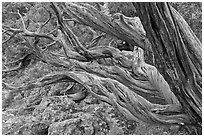 Twisted tree trunks. Black Canyon of the Gunnison National Park, Colorado, USA. (black and white)