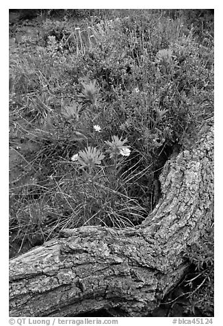 Fallen log and indian paintbrush. Black Canyon of the Gunnison National Park, Colorado, USA.