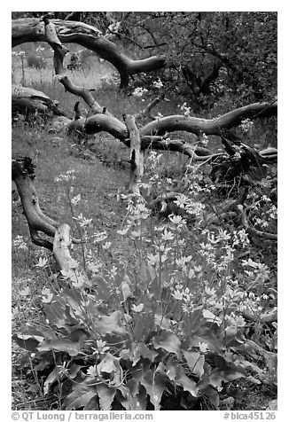 Flowers and fallen branches, High Point. Black Canyon of the Gunnison National Park, Colorado, USA.