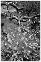 Flowers and fallen branches, High Point. Black Canyon of the Gunnison National Park, Colorado, USA. (black and white)
