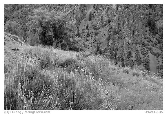 Grasses and canyon walls, East Portal. Black Canyon of the Gunnison National Park (black and white)