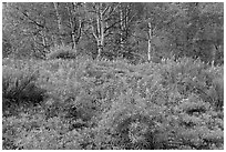 Spring flowers and forest. Black Canyon of the Gunnison National Park, Colorado, USA. (black and white)