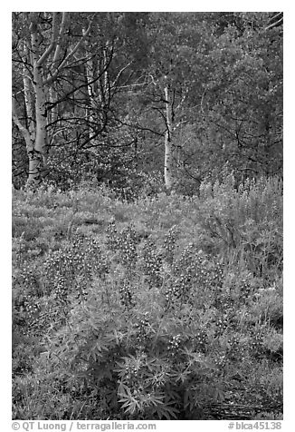 Lupine and aspens in the spring. Black Canyon of the Gunnison National Park, Colorado, USA.