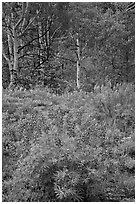 Lupine and aspens in the spring. Black Canyon of the Gunnison National Park, Colorado, USA. (black and white)