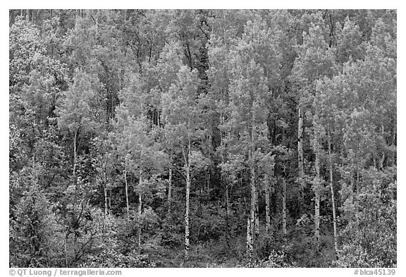 Aspens with spring new leaves. Black Canyon of the Gunnison National Park (black and white)