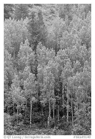 Spring green aspens on hillside. Black Canyon of the Gunnison National Park (black and white)