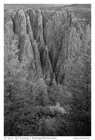 Trees and dikes across canyon. Black Canyon of the Gunnison National Park (black and white)